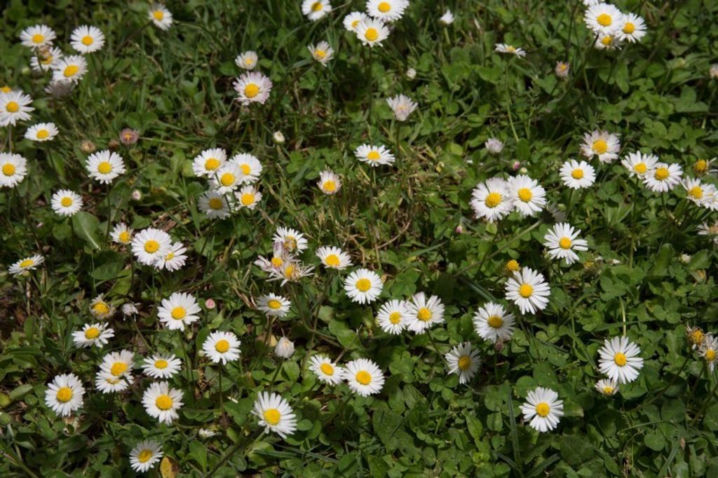 Wildes Gänseblümchen 500 amen Produktbild 
