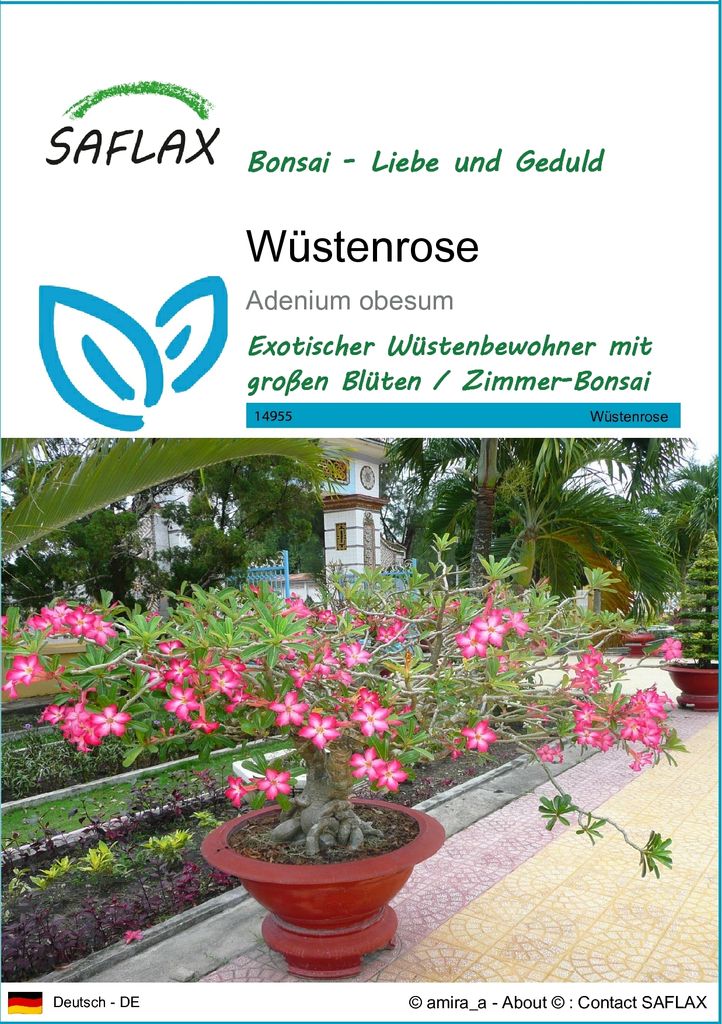 SAFLAX - Wüstenrose - Adenium obesum - 8 Samen Produktbild 