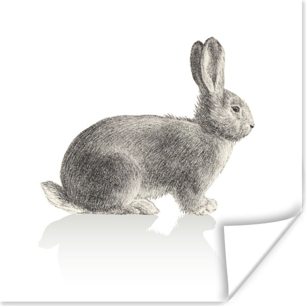 Poster - Kaninchen Illustration auf weißem Hintergrund - 50x50 cm