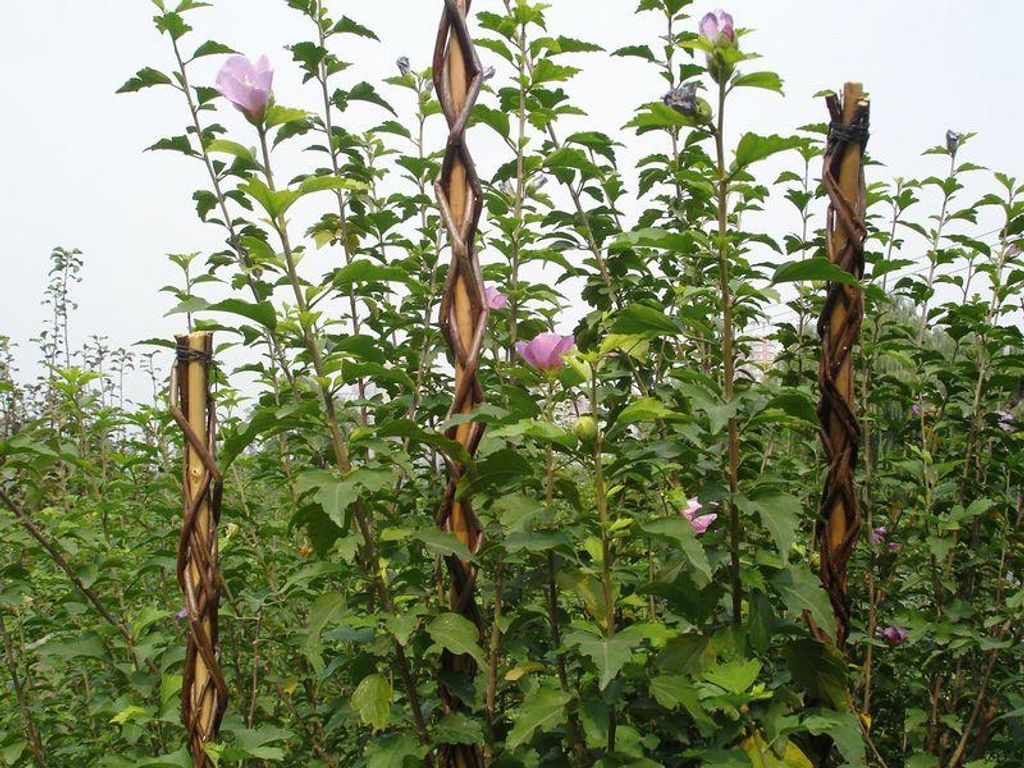 Asta Garden Willow 160 cm, in vimini, di supporto per Immagine del prodotto 
