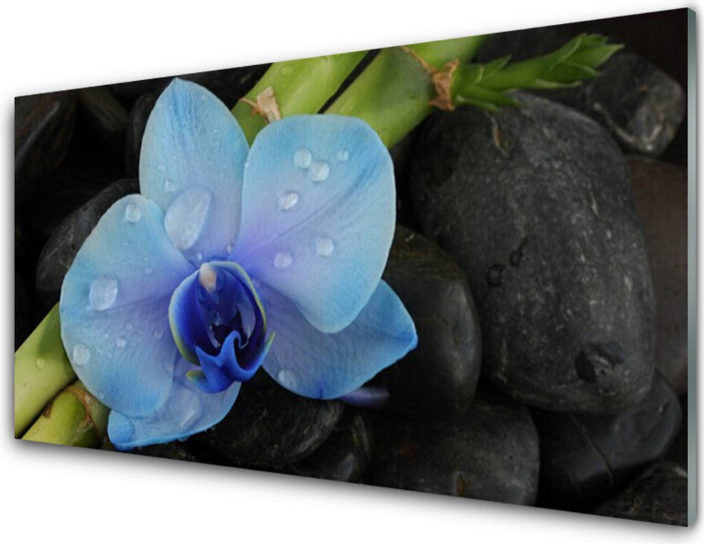 Acrylglasbilder 100x50 Wandbild Druck Blume Steine Pflanzen