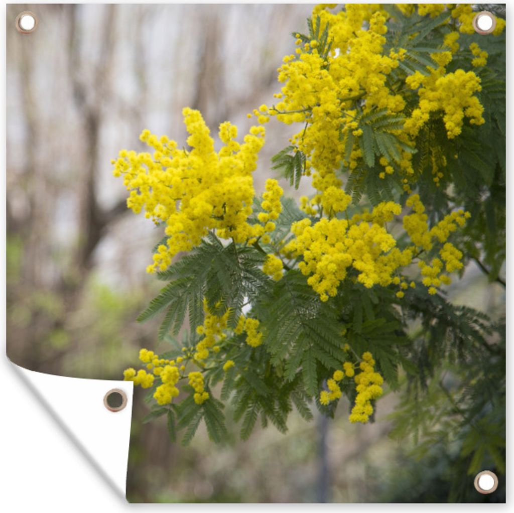 MuchoWow 100x100 cm Outdoor-Poster Gartendeko Sichtschutz Garten Poster für den Garten Anmutige Mimosenblüte