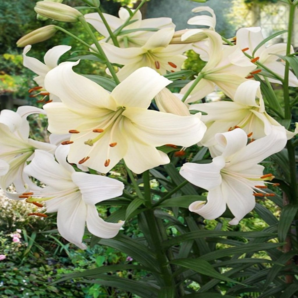 Ázijská ľalia Pearl White 1 ks Ľalia žiarovky ľalia Obrázok produktu 