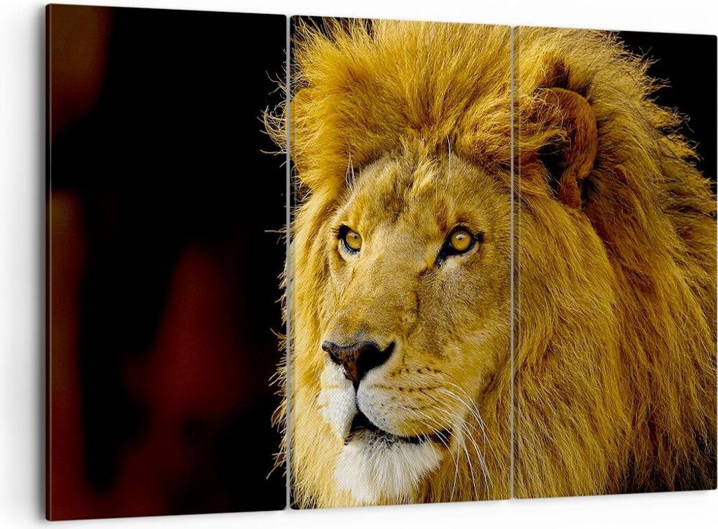 Bild auf Leinwand - Leinwandbild - Löwe Tiere Tierwelt - 105x70cm - Wand Bild - Wanddeko - Leinwanddruck - Bilder - Kunstdruck - Wanddekoration - ...