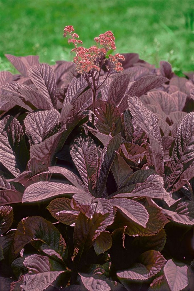 Rodgersia pinnata 'Chocolate Wings', Schaublatt, Produktbild 
