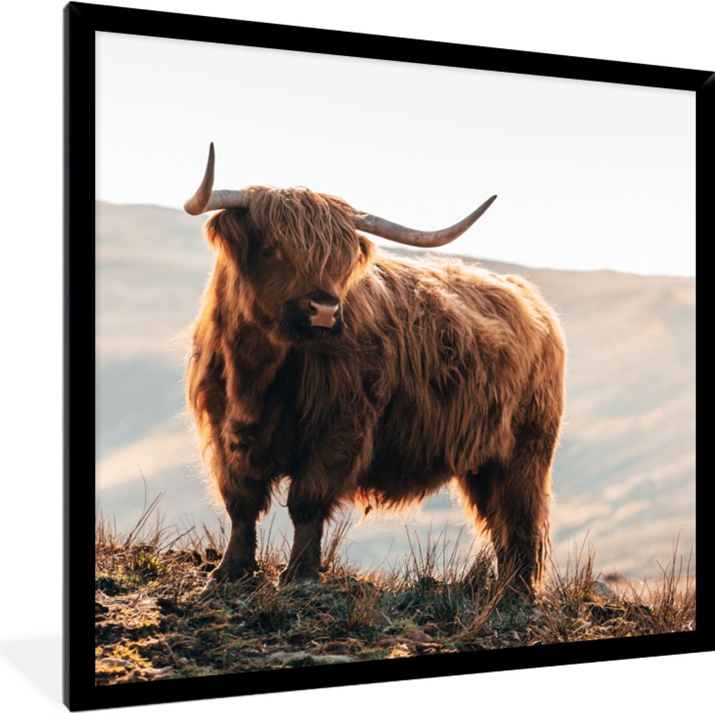 MuchoWow Gerahmtes Poster Schottische Highlander - Tiere - Ländlich - Landschaft - Kuh - Natur 40x40 cm - Poster mit Schwarzem Bilderrahmen Wand...