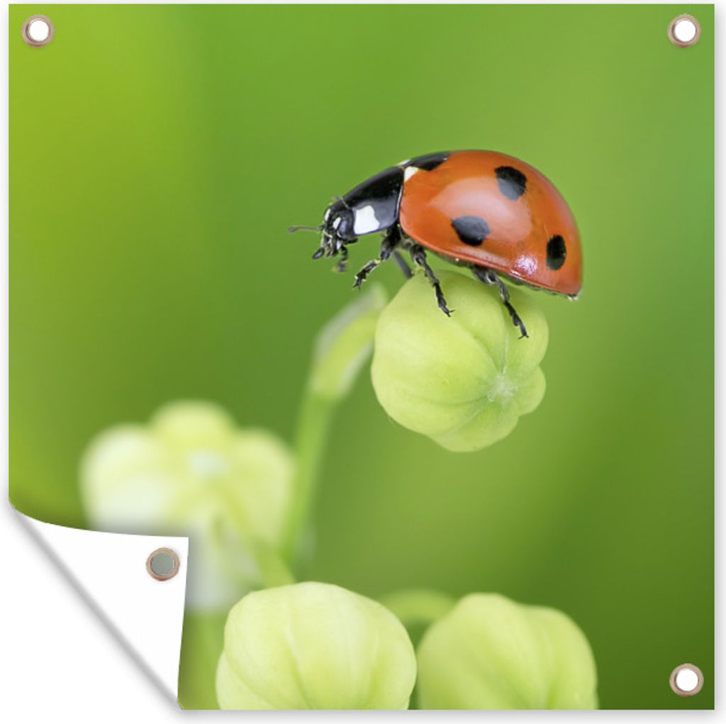MuchoWow 100x100 cm Outdoor-Poster Gartendeko Sichtschutz Garten Poster für den Garten Frühling Marienkäfer