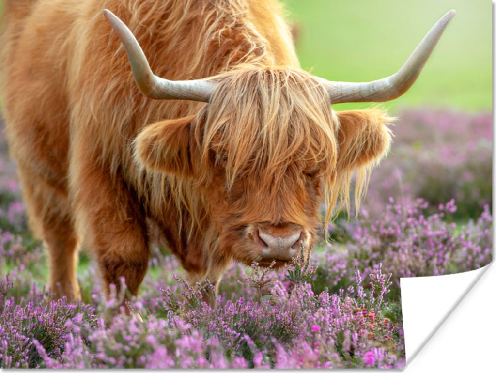 MuchoWow Poster Schottischer Highlander - Lila - Blumen 160x120 cm - Foto Plakat
