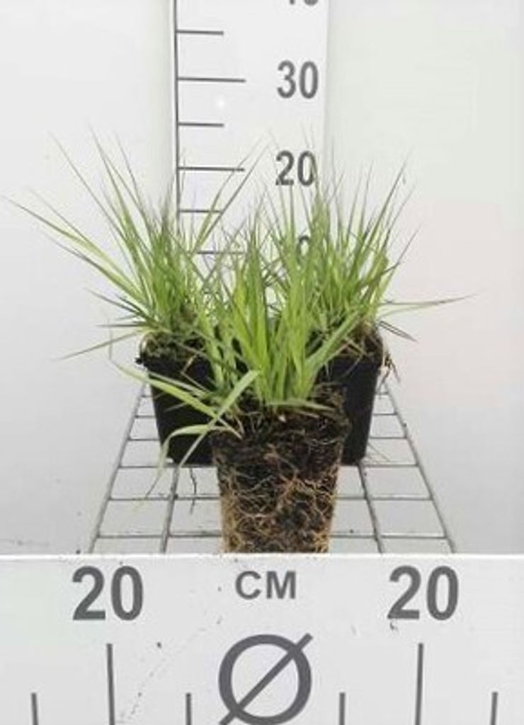6 x Molinia caer. 'Edith dudszus' - Pfeifengras - Topf 9 x 9 cm