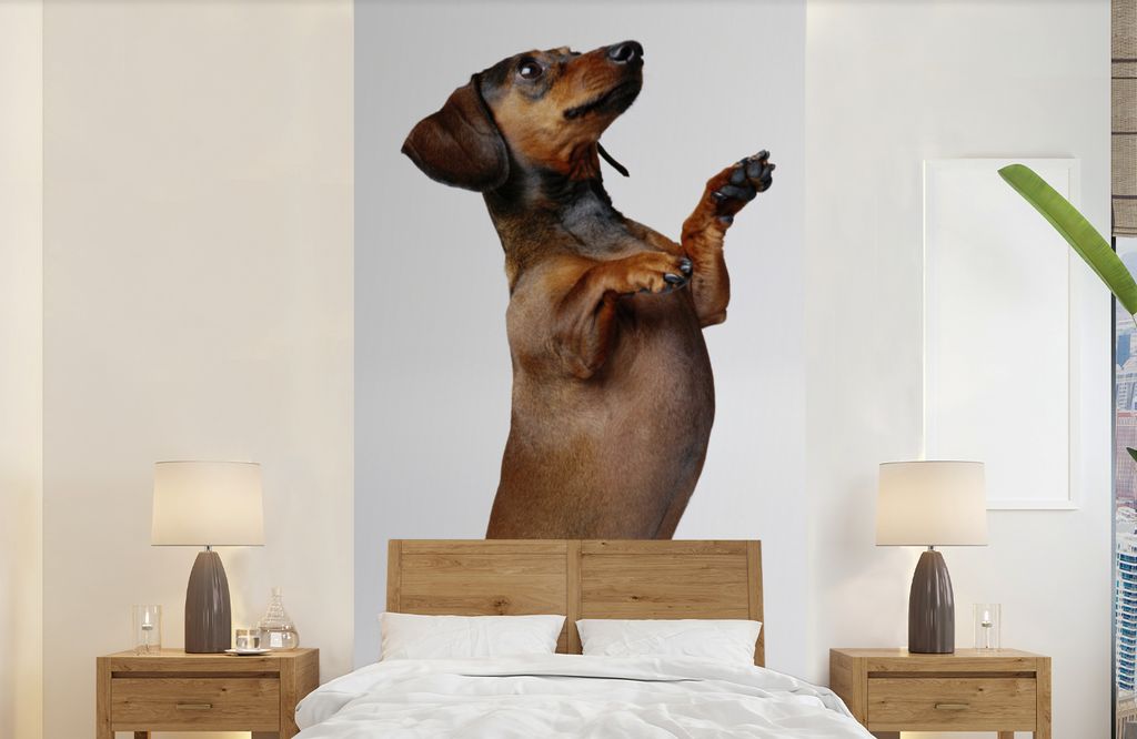 MuchoWow Fototapete für Wohnzimmer oder Schlafzimmer Wandtapete Vinyl Motivtapete Ein Dackel, der auf seinen beiden Hinterbeinen steht - 120x240...