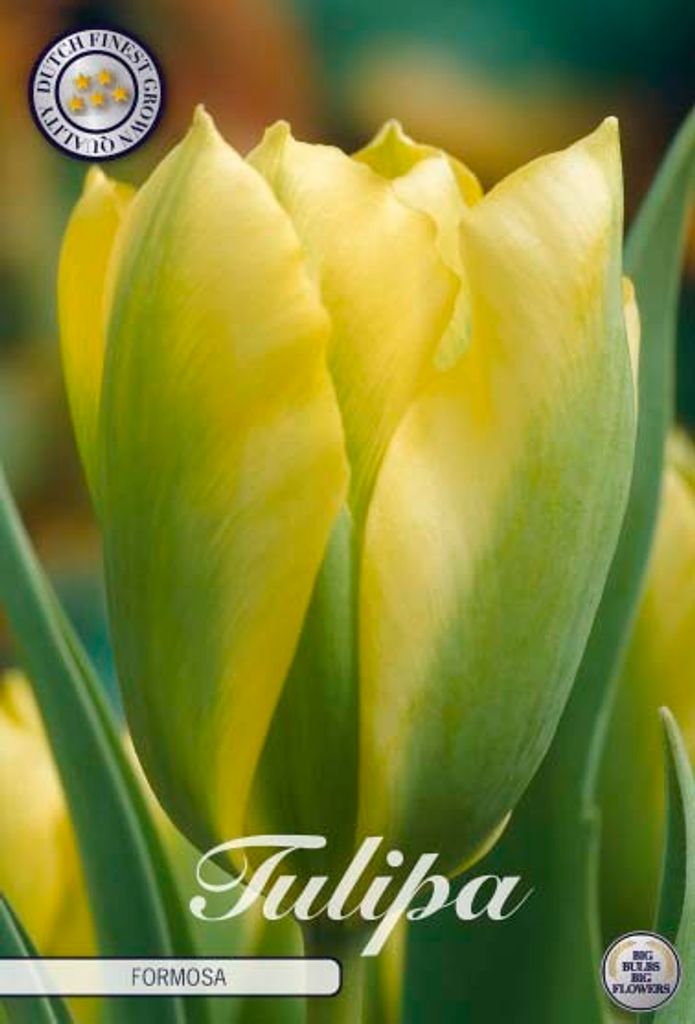 Artikelbild 1 von 'Tulpe Formosa (7 Stück)' aus der Kategorie Tulpenzwiebeln
