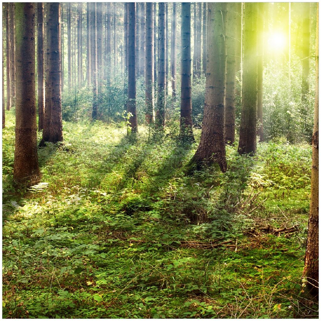 Wallario Premium Glasbild, freischwebende Optik, kräftige Farben, Größe 30 x 30 cm Motiv Sonnenuntergang im Wald zwischen den Bäumen