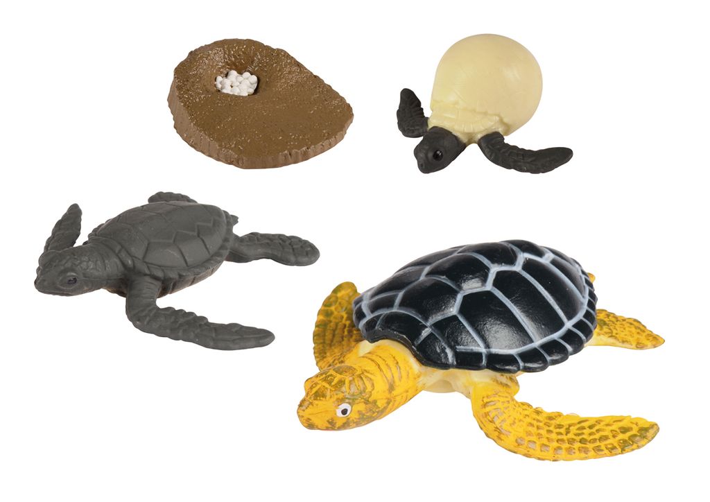 EDUPLAY 120763 Lebenszyklen Meeresschildkröte, 6,2 x 6,6 x 2 cm, mehrfarbig