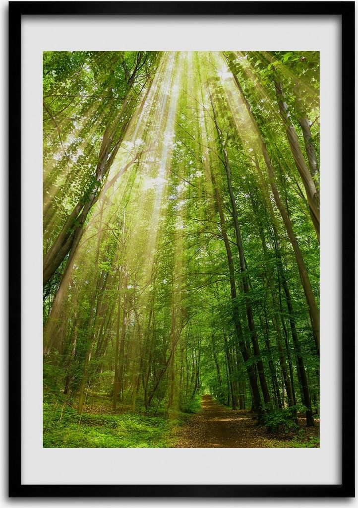 Bild - Bilderrahmen - Foto - 70 cm x 100 cm - MDF - Rahmen - Wandkunst - Pfad im Wald
