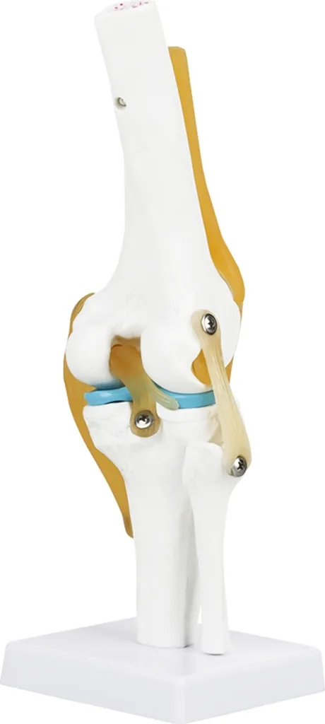 Modèle d'anatomie du genou en PVC résistant avec socle d'exposition