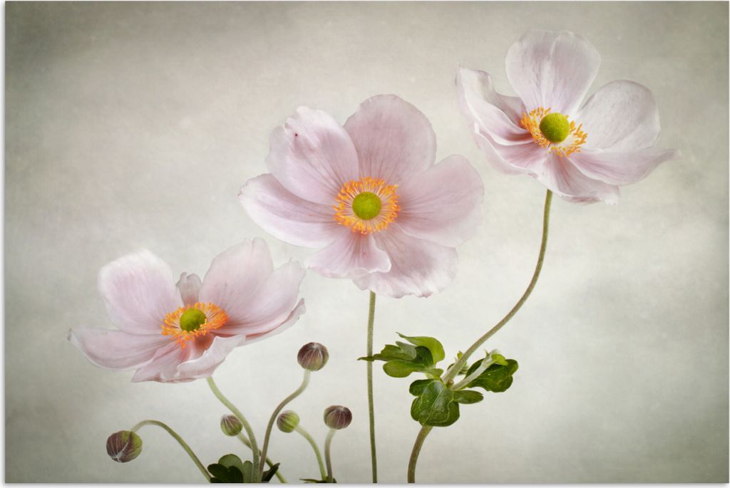MuchoWow Poster Blumen - Stillleben - Ölfarbe - Mohn - Rosa 120x80 cm - Bilder