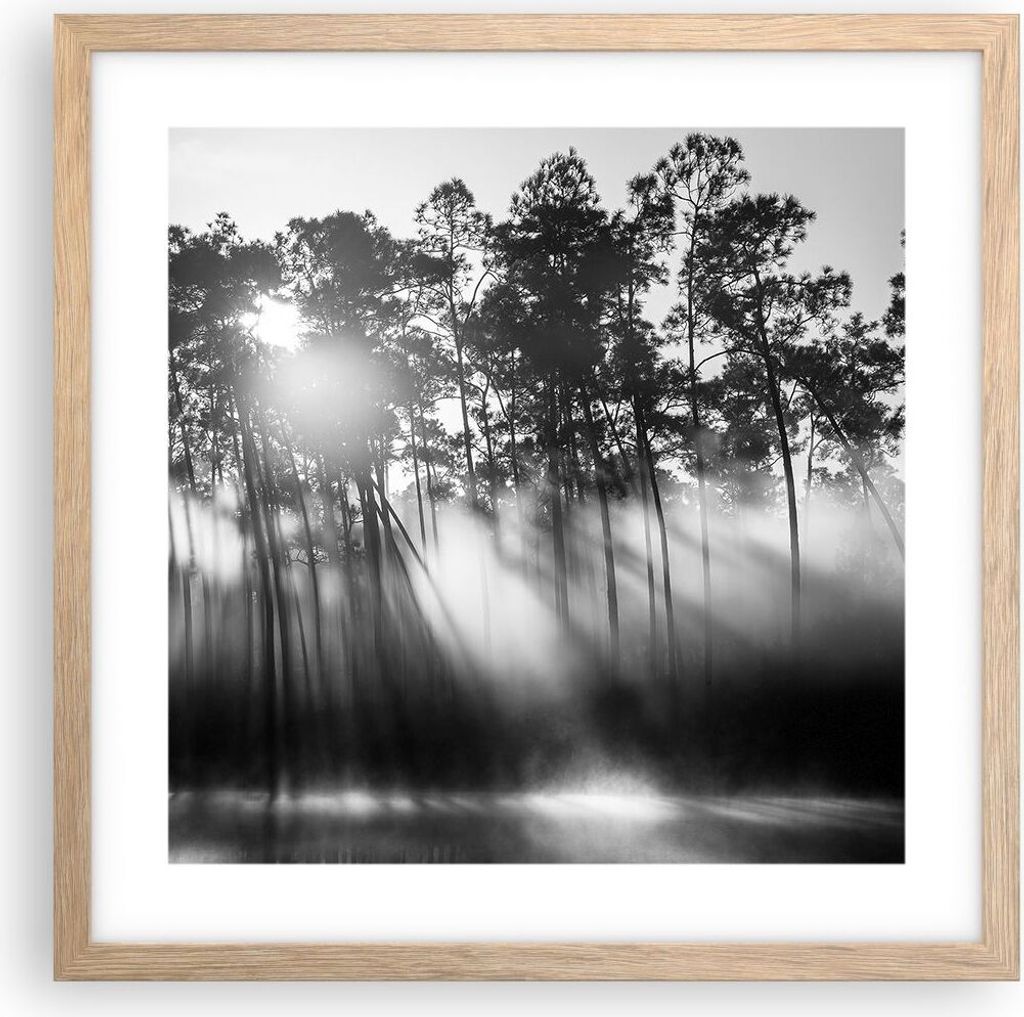 Gerahmtes Poster - Rahmen in heller Eiche - Wald Kiefer Sonne - 40x40 cm - Wand Bild - Wanddeko - Wandbilder - Kunstposter - Wandposter - Bilderrah...