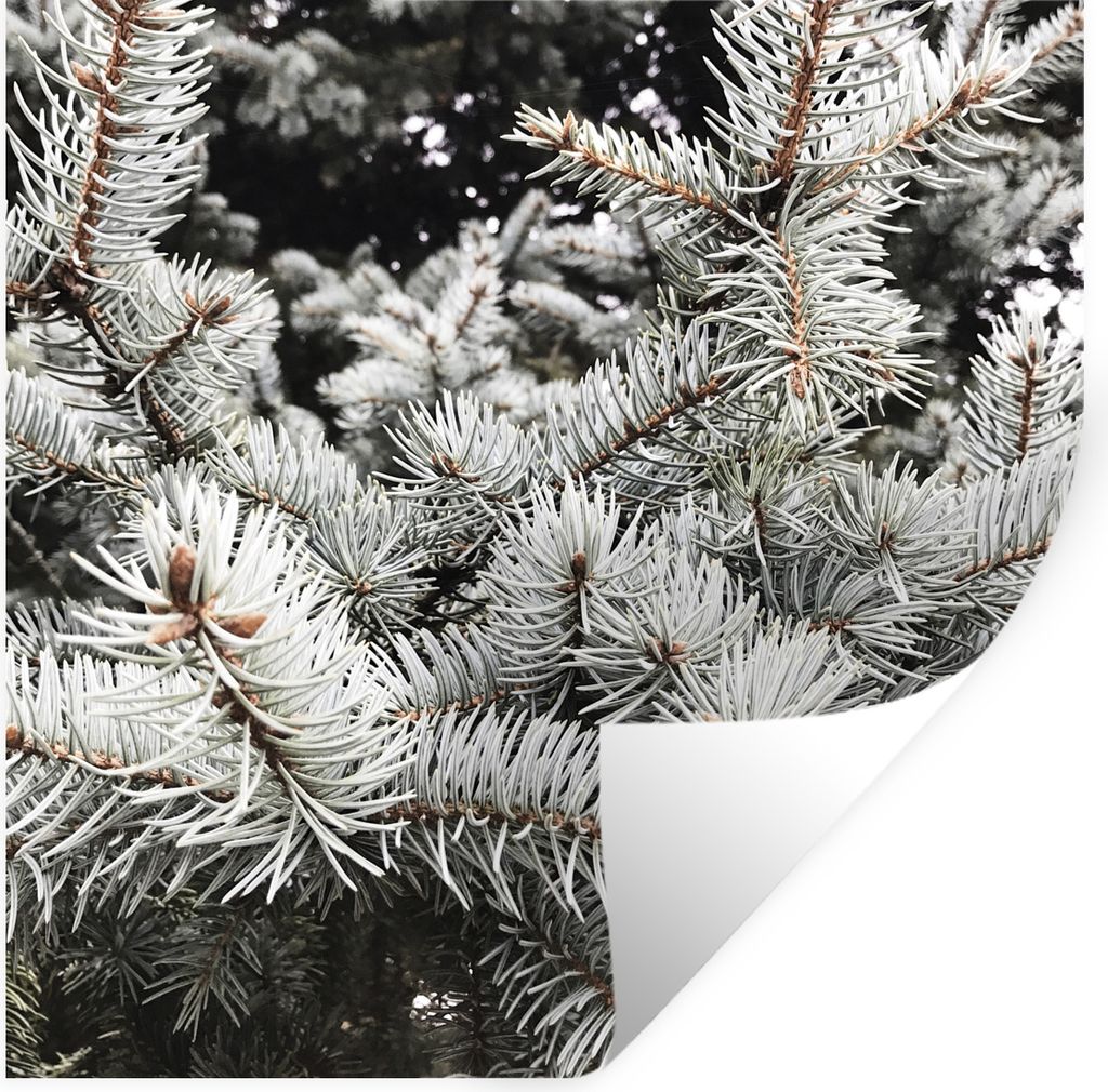MuchoWow Wandtattoo Wandsticker Wandaufkleber Baum - Äste - Winter 100x100 cm Selbstklebend und Repositionierbar - Wierderverwendbar - Selbstkle...