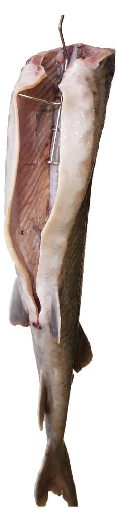 Haken zum Räuchern von Fisch 21cm x 5 - Räucherfischhaken, Produktbild 