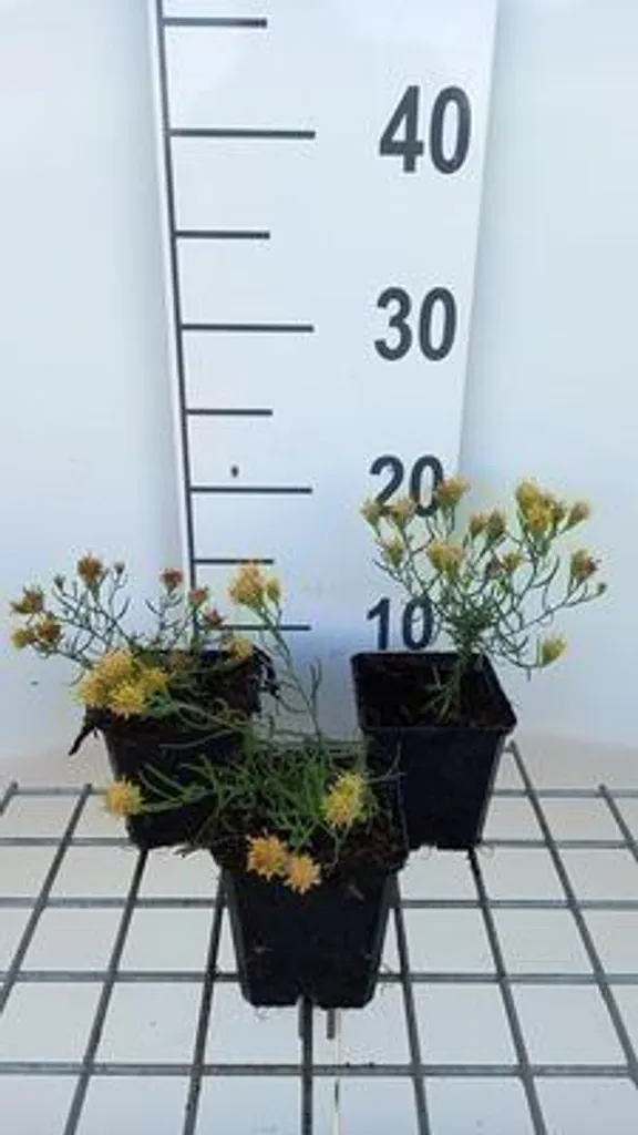Aster d'automne linosyris : Lot de 6 Plantes Vivaces en Godets 9cm