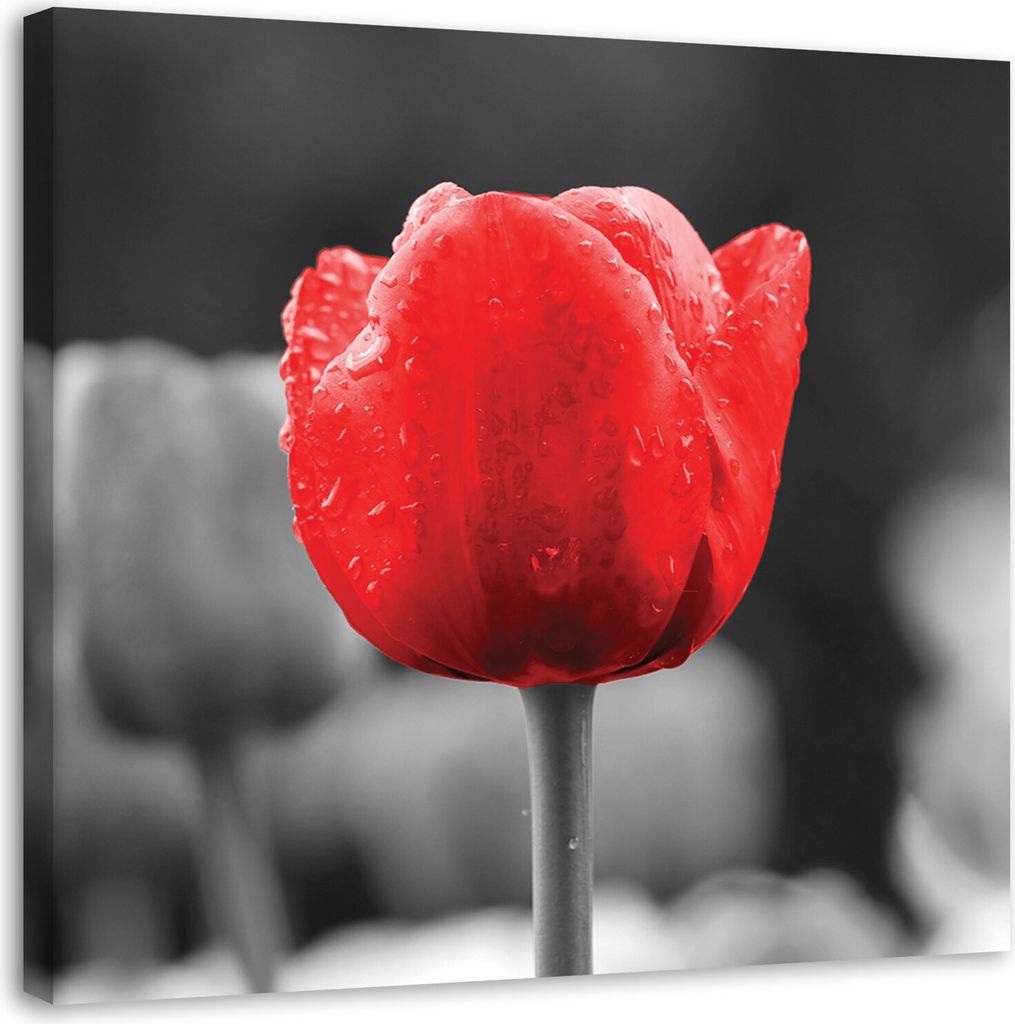 Leinwandbild rote tulpe blume 60x60 cm Feeby rot wandbild bereit zum aufhängen