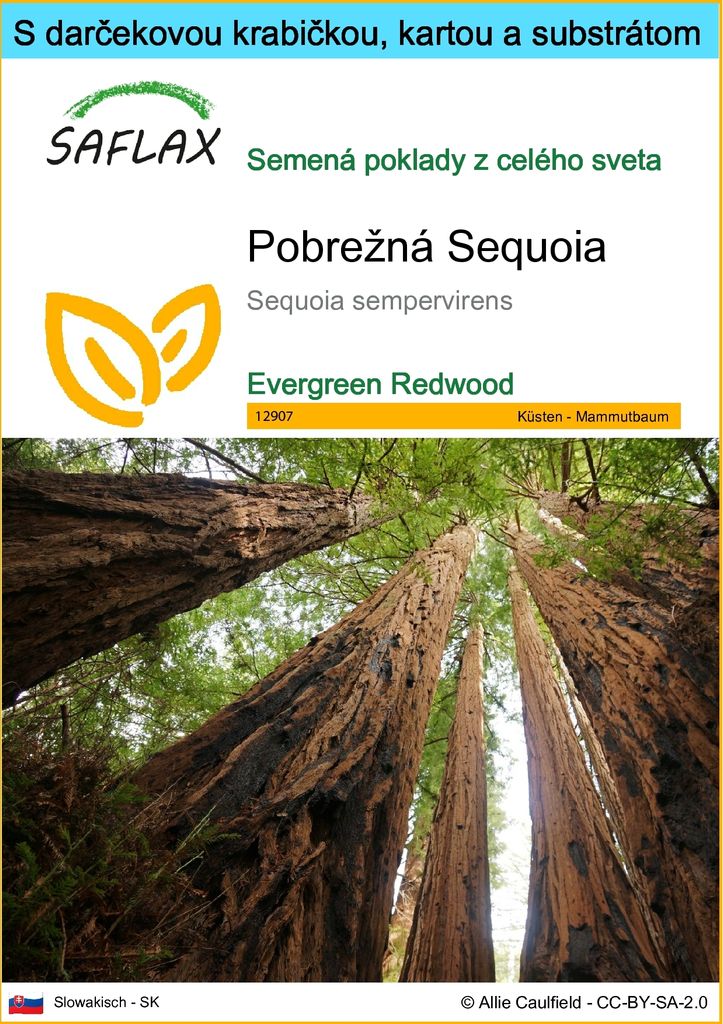 SAFLAX Darčeková sada - Pobrežná Sequoia - Sequoia Obrázok produktu 