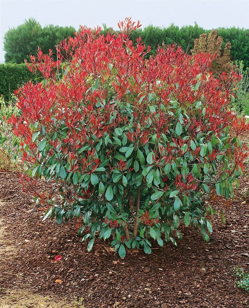 Photinia fraseri 'Red Robin', Glanzmispel, rot, 6080 cm