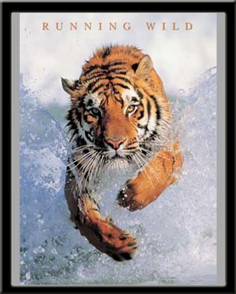 Affiche de Tigre Encadrée 15x20cm Cadre Noir Shinsuke Vitre Acrylique