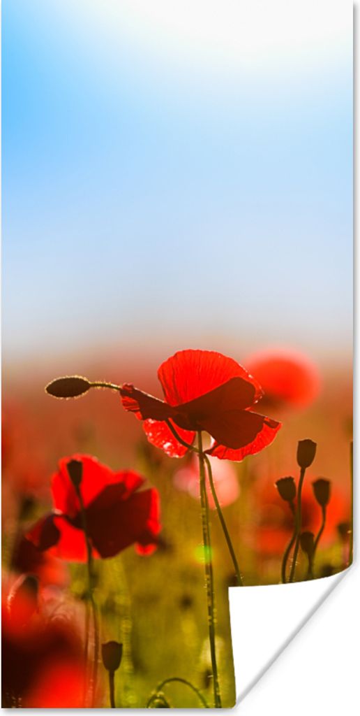 MuchoWow Poster Mohnblumen unter einem klaren blauen Himmel. 80x160 cm - Kinderzimmer