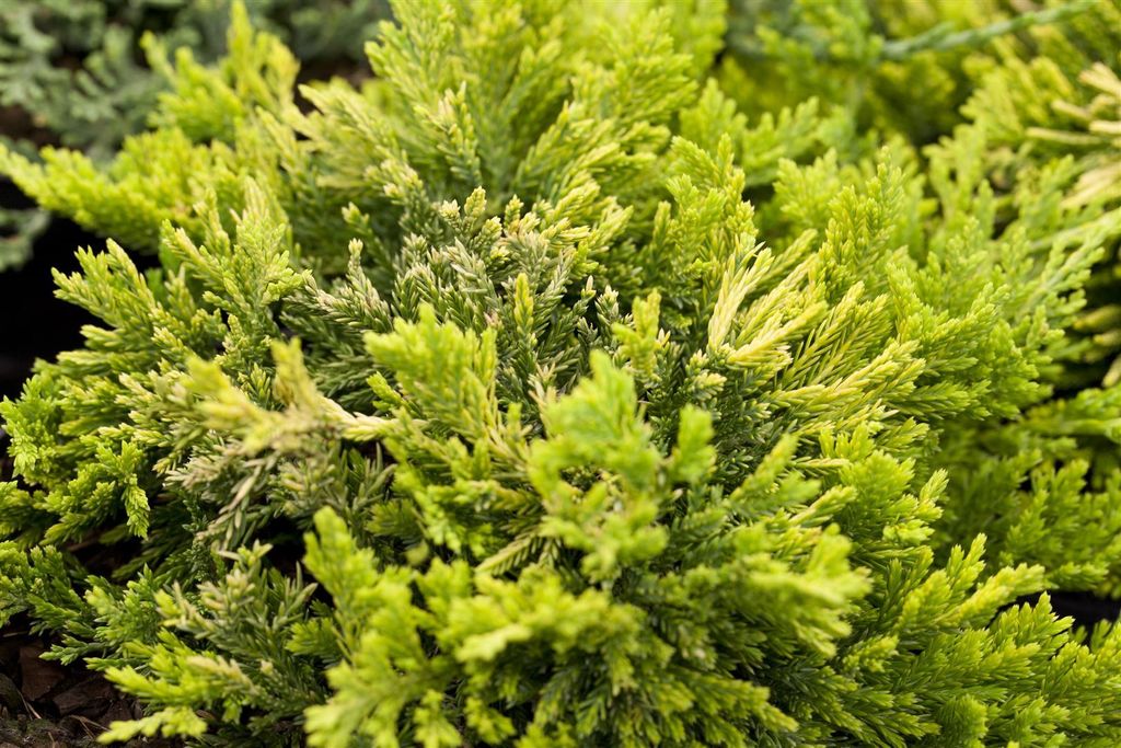 Juniperus horizontalis 'Golden Carpet', gelbgrün, 15–20 cm