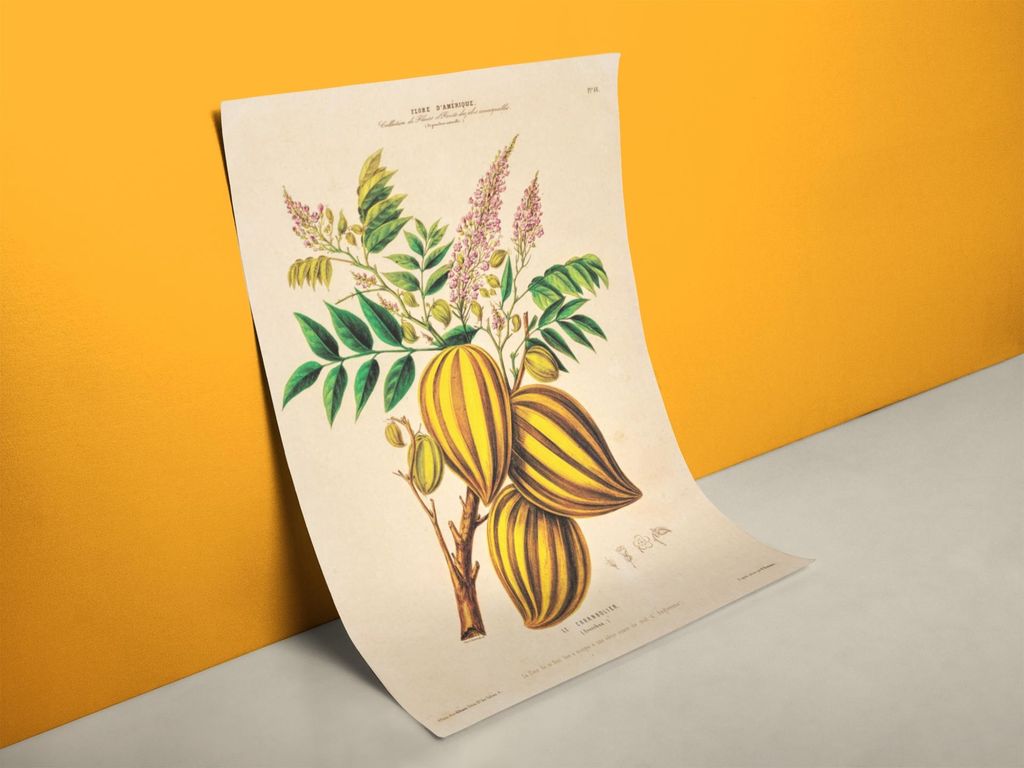 Sternfrucht Botanik Poster | Größe in cm: 50 x 70