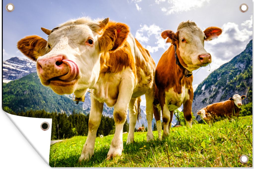 MuchoWow 60x40 cm Outdoor-Poster Gartendeko Sichtschutz Garten Poster für den Garten Kühe - Berge - Gras - Landschaft - Alpen