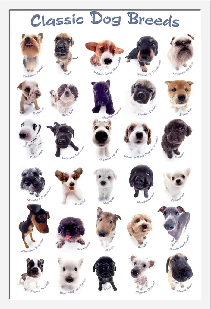 Poster Razze Canine Classiche + Cornice Bianca MDF Shinsuke | 61x91,5 cm - 1