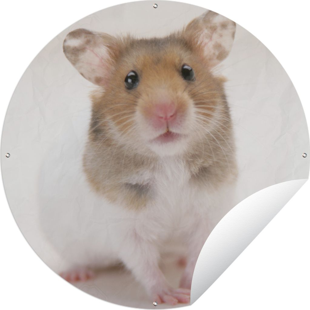 MuchoWow Gartenposter Outdoor-Poster Rund Stehender brauner und weißer Hamster Ø 60 cm Gartendeko Rundes Poster draußen