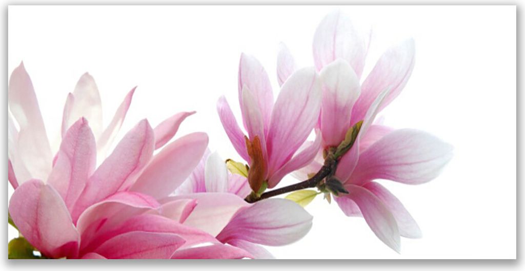 Küchenrückwand aus Glas 120x60cm Spritzschutz Magnolienblüten Pflanzen