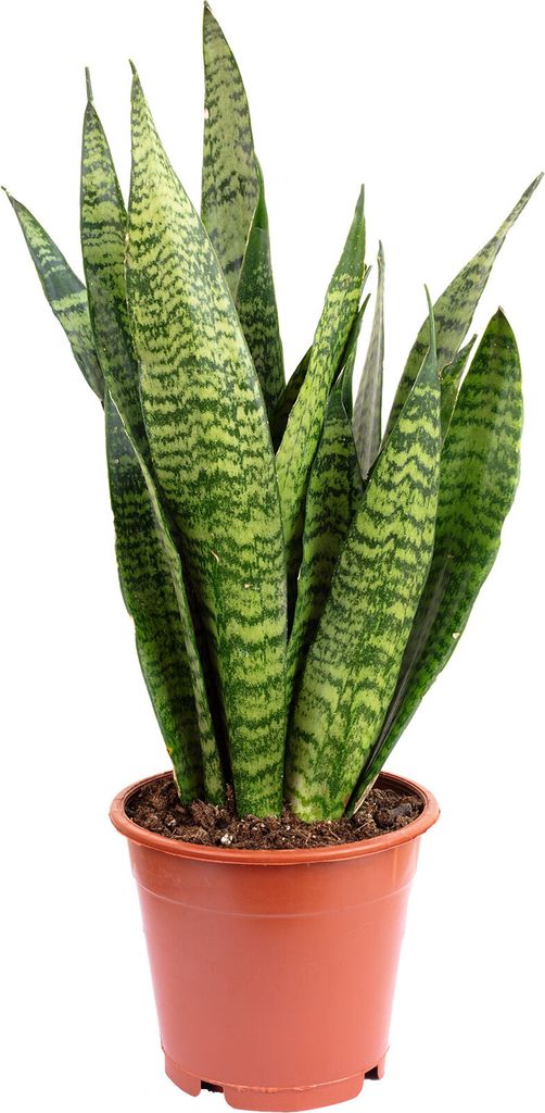 Bogenhanf, pflegeleicht & elegant - Sansevieria zeylanica - Produktbild 