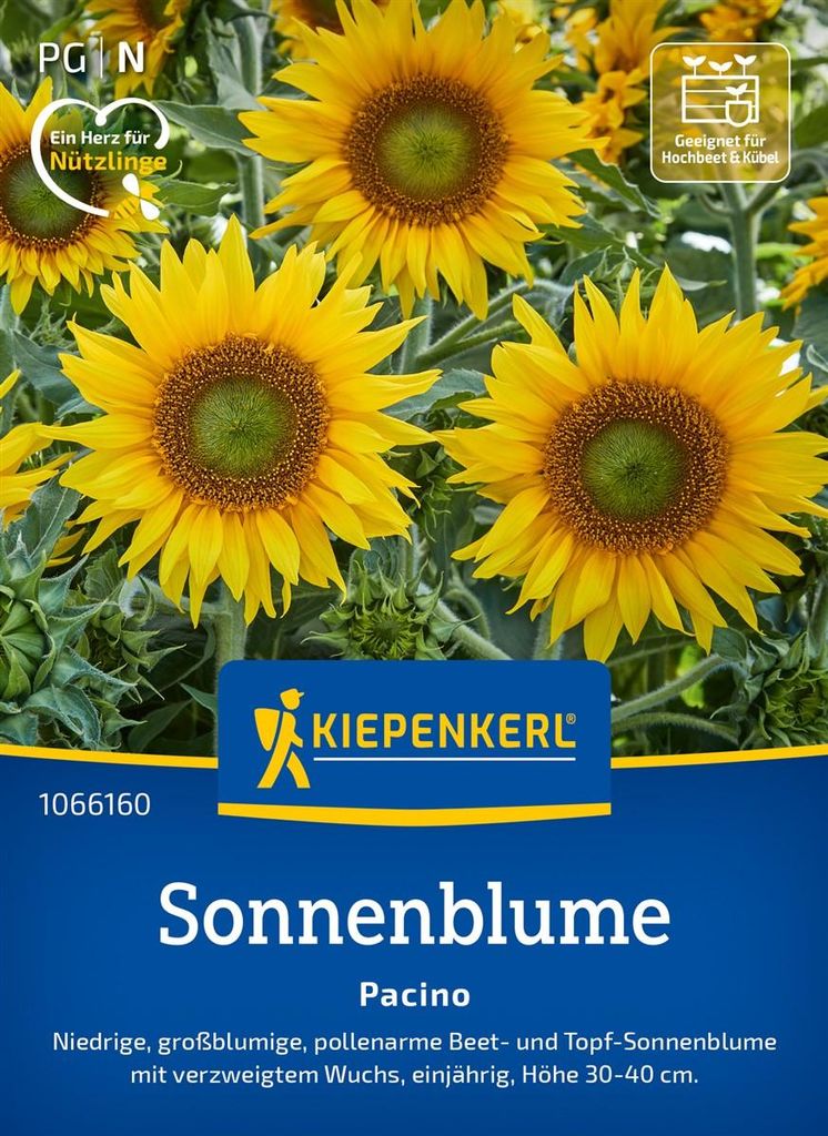 Kiepenkerl Sonnenblumensamen Pacino Helianthus annuus 40 Produktbild 