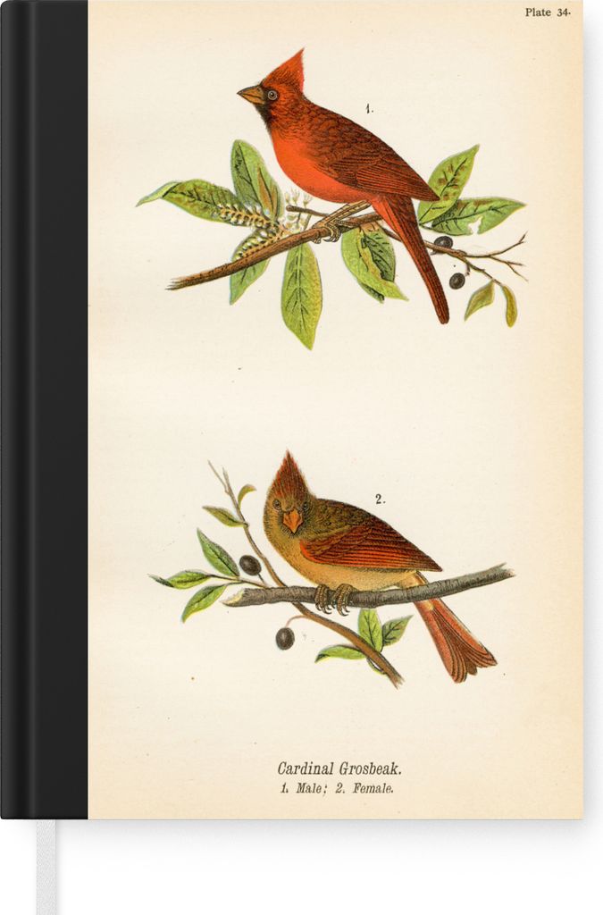 MuchoWow Notizbuch Tagebuch Haushaltsbuch Notebook A5 Antiker Vogeldruck Vögel - Notizblock - Notizheft - Notebook - Schreibblock - Papier