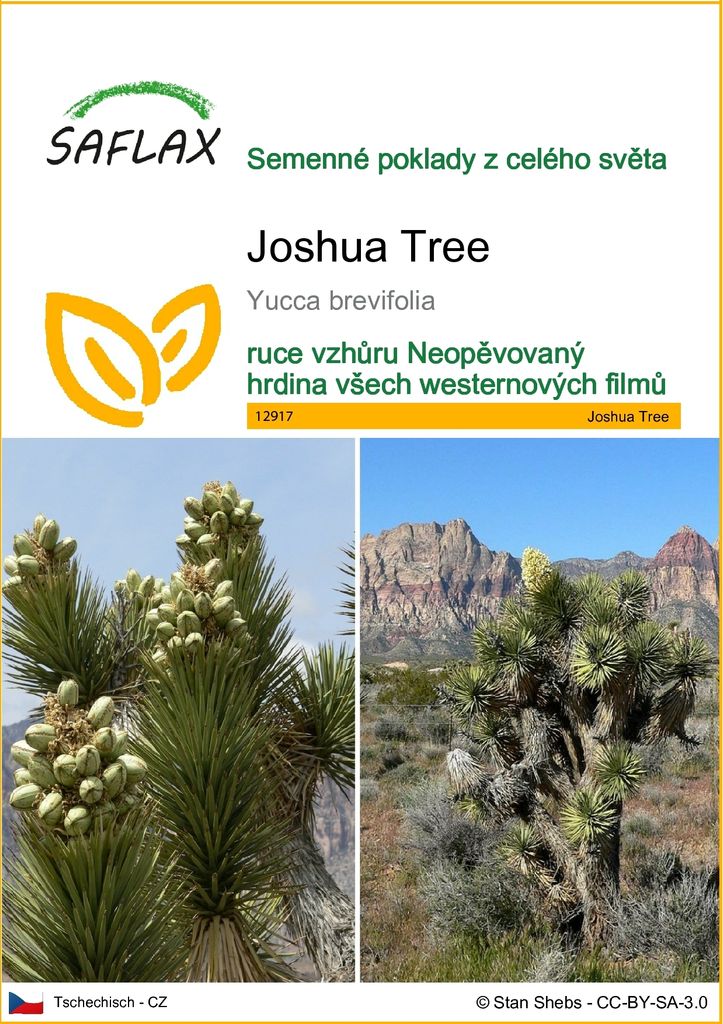 SAFLAX - Joshua Tree - Yucca brevifolia - 10 Semena Obrázek produktu 