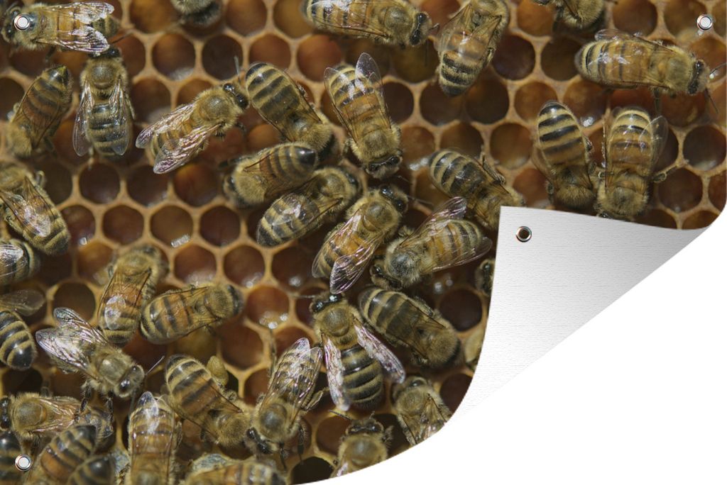 MuchoWow 90x60 cm Outdoor-Poster Gartendeko Sichtschutz Garten Poster für den Garten Nach Zellen