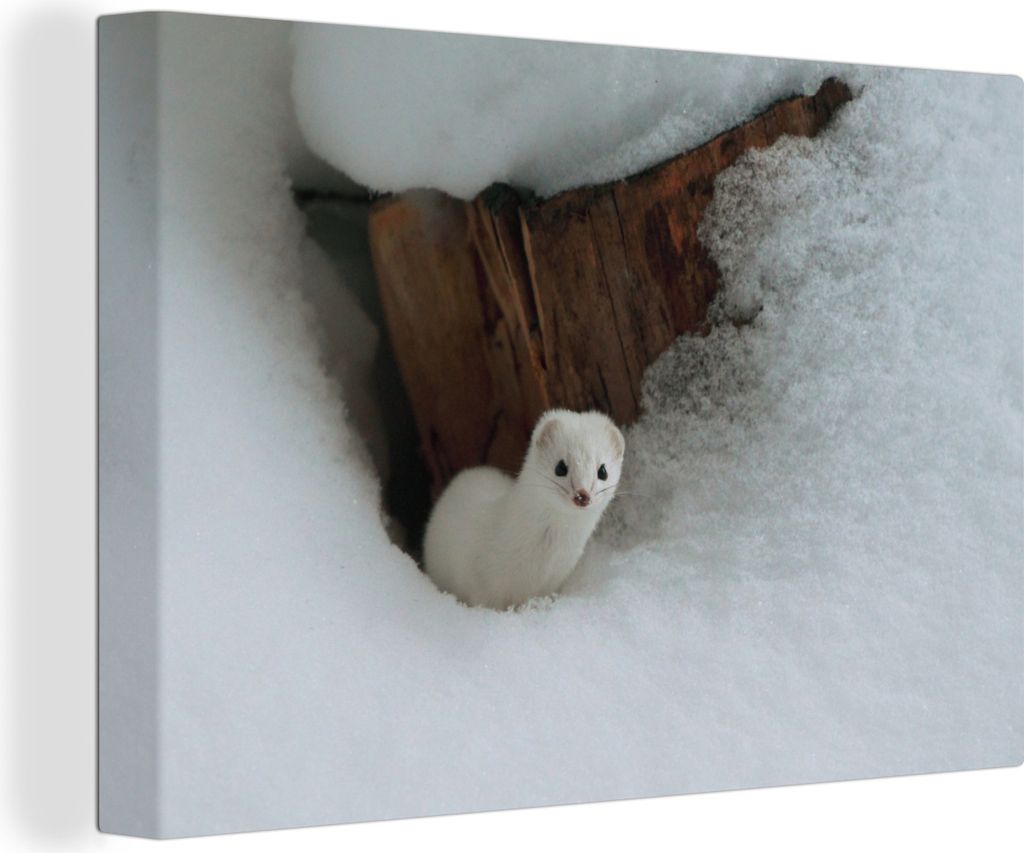 OneMillionCanvasses - Leinwandbilder - 140x90 cm, Weißes Wiesel im Schnee, Wandbilder Kunstdruck Wanddekoration - Foto auf Leinwand - Gemälde a...