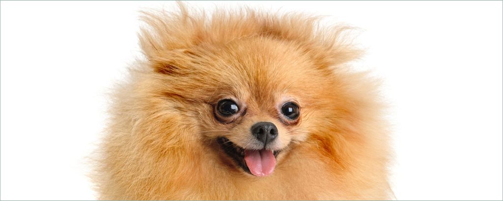 Wallario selbstklebendes Poster - Lustiger niedlicher Spitz, Größe: 50 x 125 cm