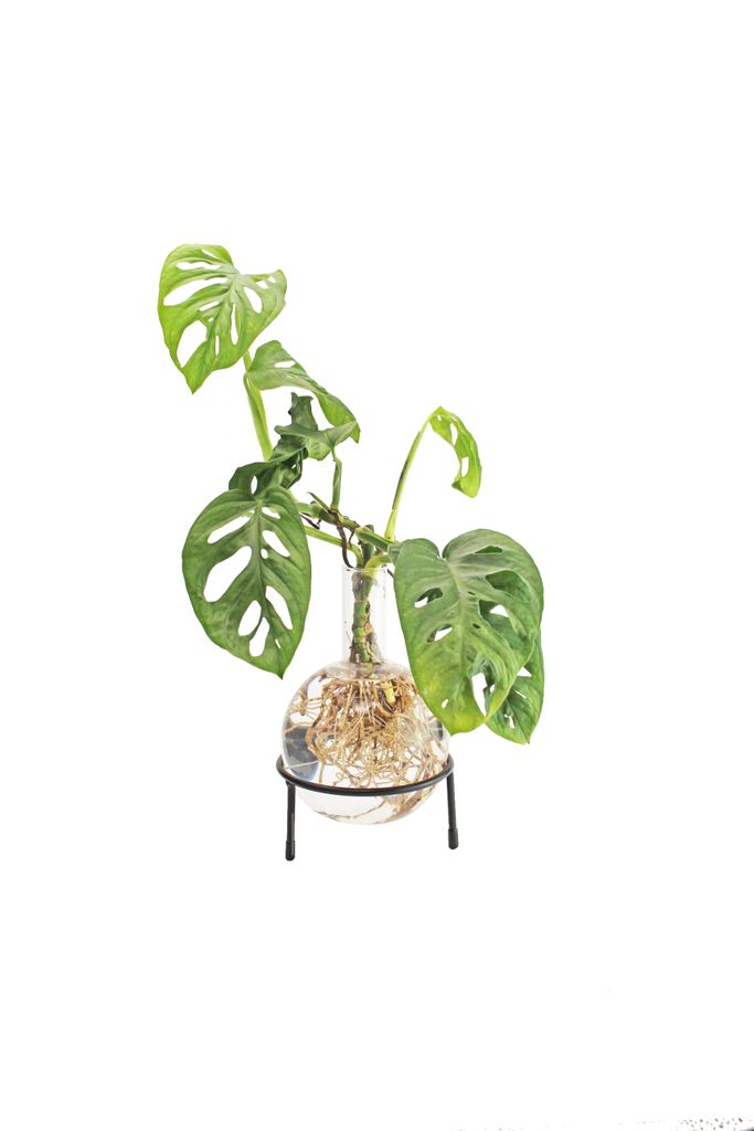 Flora Hydro Vase avec support métallique Image du produit 