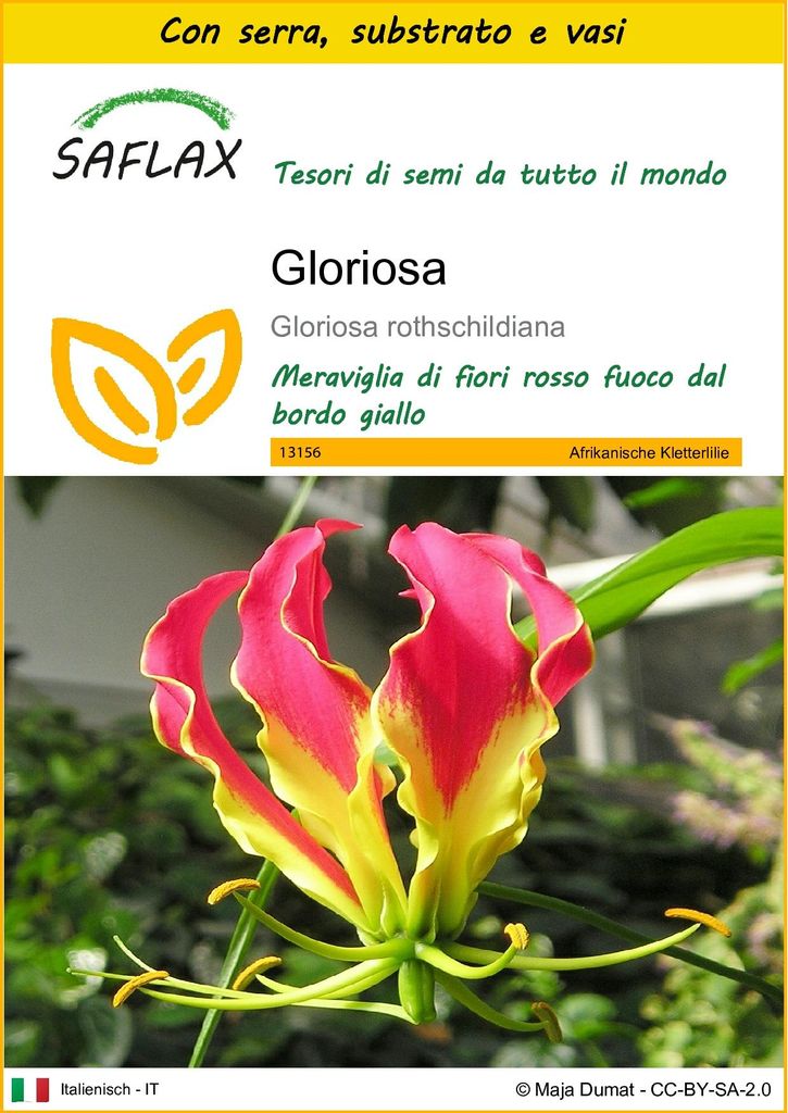 SAFLAX Insieme di coltivazione - Gloriosa - 15 semi - Immagine del prodotto 