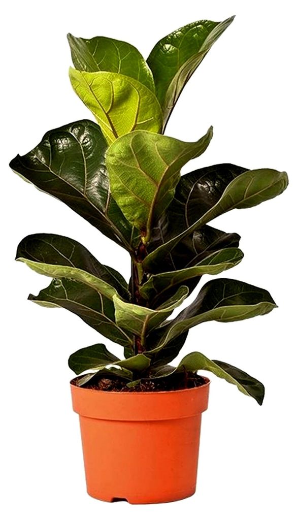 Ficus Lyrata Geigenfeige für Zuhause oder das Büro (30-40 cm mit Topf)