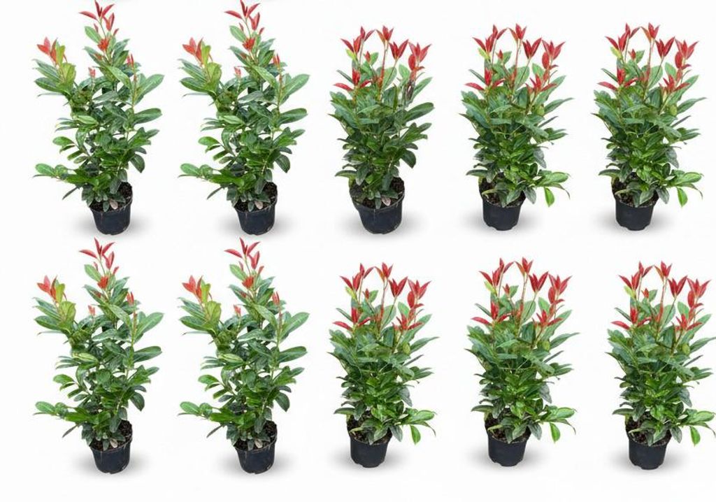 10x Kirschlorbeer On Fire 60-80 cm  - Roter Austrieb - Produktbild 