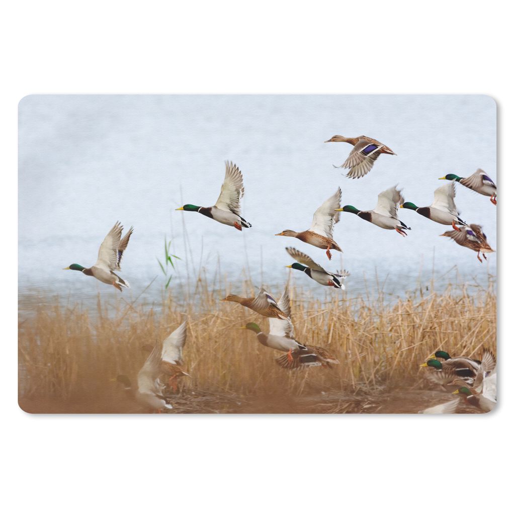 MuchoWow Schreibtischunterlage Ente - Vogel - Schilf - Wasser - Enten 60x40 cm - XXL Mauspad - Großes Mauspad
