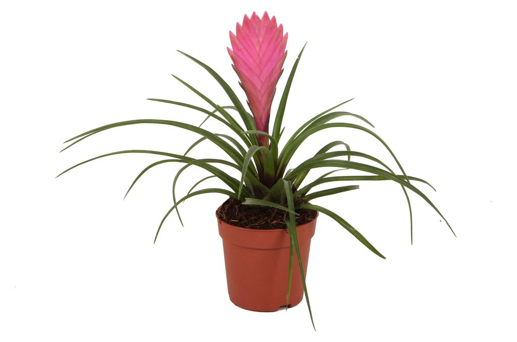 Tillandsia "Cyanea" - pianta aerea in fiore - vaso da 7 cm Immagine del prodotto 