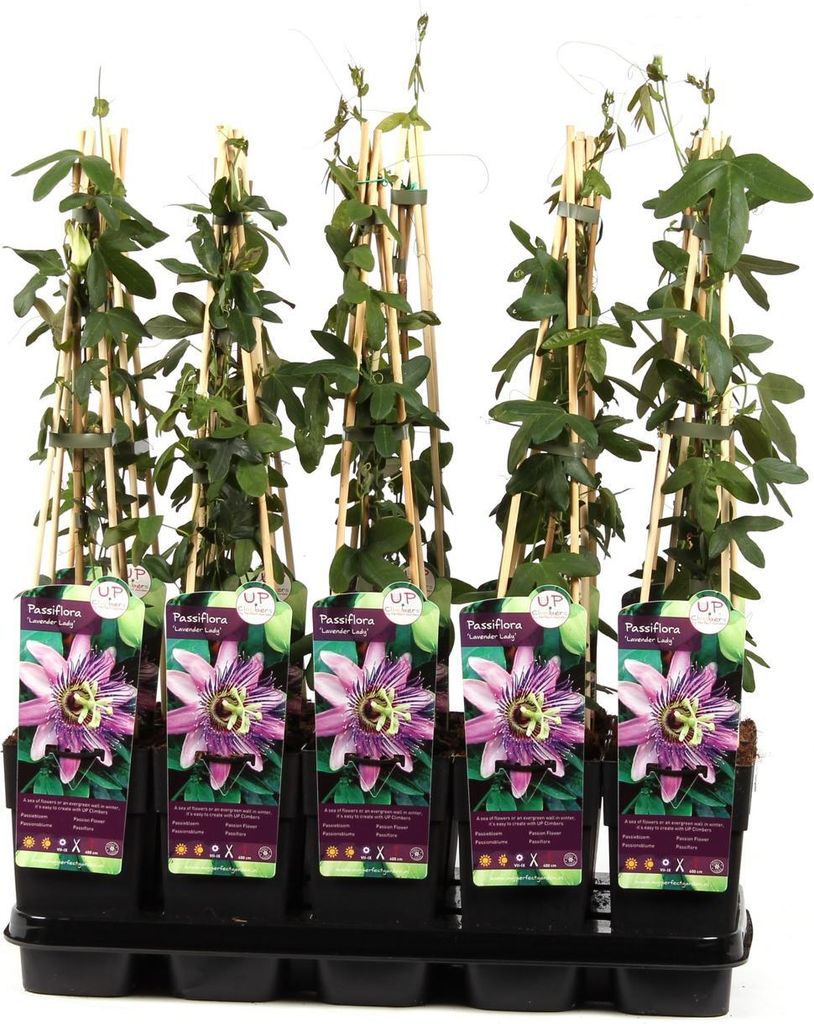 Passionsblume Passiflora Victoria – exotische Produktbild 