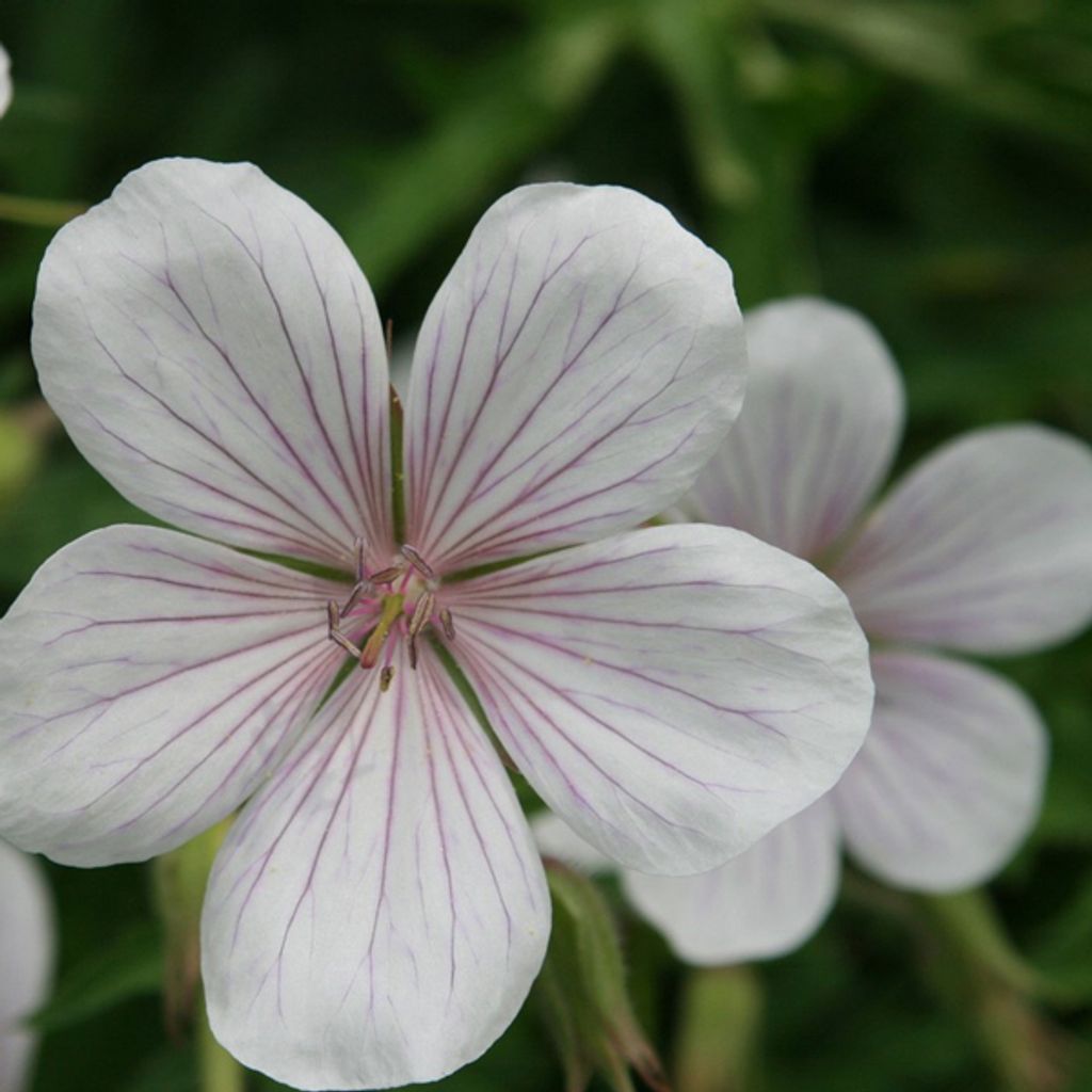 6 x Clarkes Storchschnabel - Geranium clarkei 'Kashmir White' | Topf 9cm x 9cm